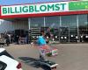 Billigblomst Kolding
