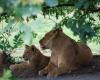 Tierpark